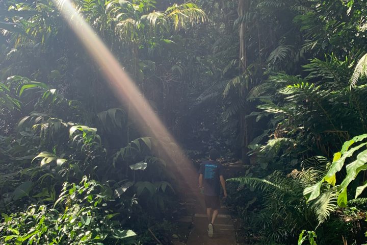 a waterfall surrounded by trees