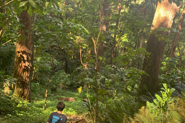 a group of people in a forest
