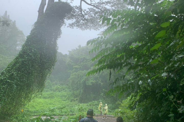 Manoa Falls