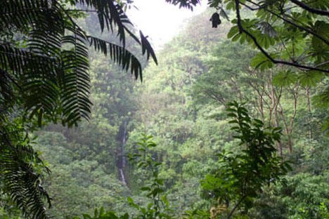 Rainforest, Waterfalls