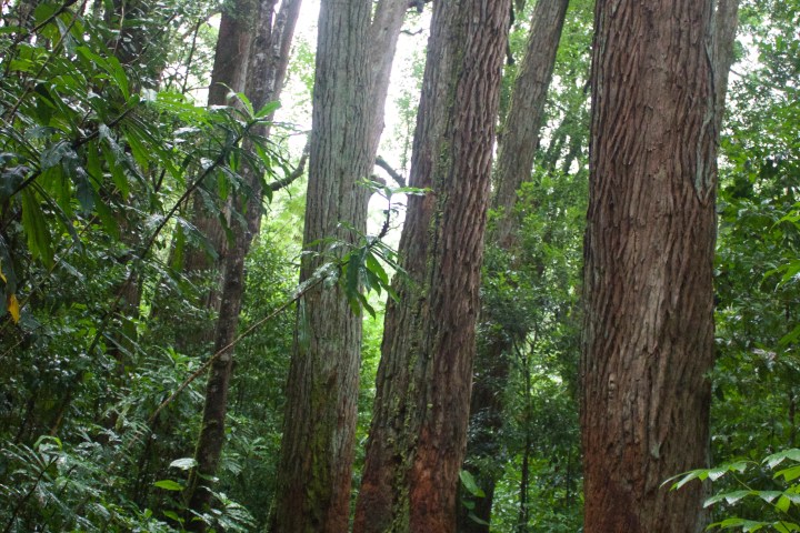 manoa trees