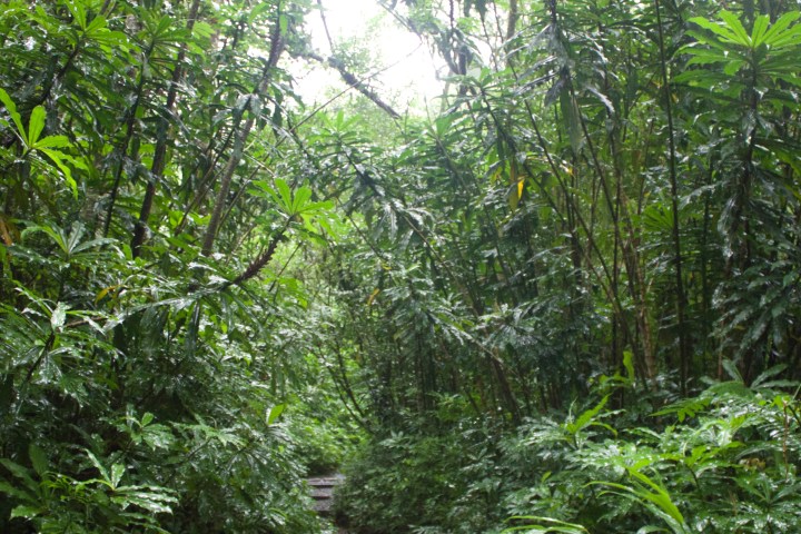 Manoa Trail